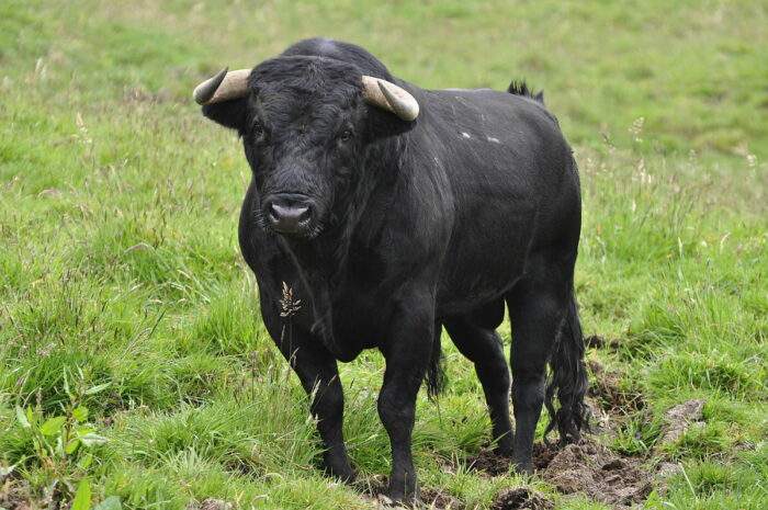 ¿Por qué no probar con una corrida de toros?