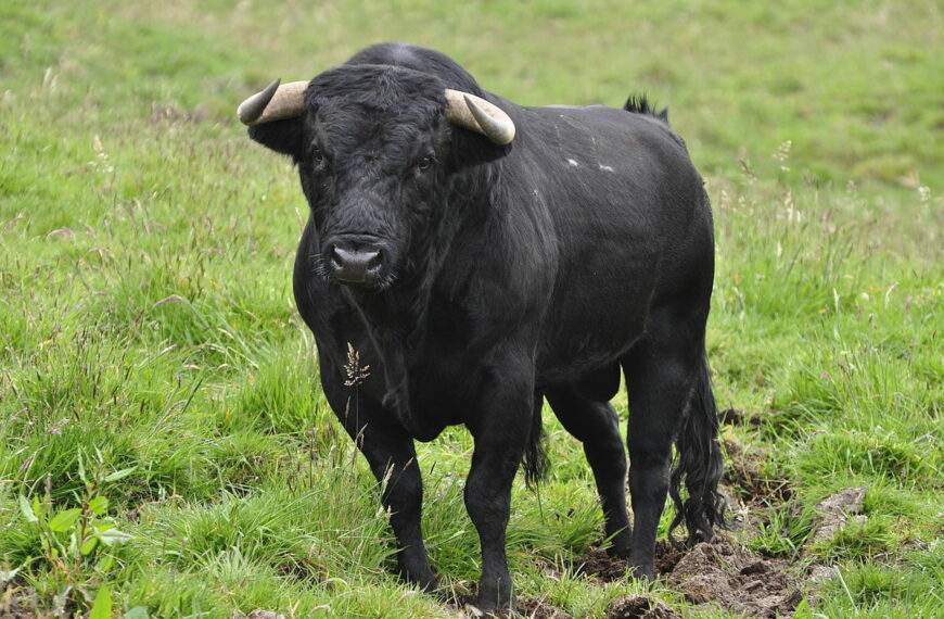 ¿Por qué no probar con una corrida de toros?